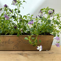 Brass Leaf Planter