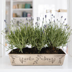 Brass Leaf Planter