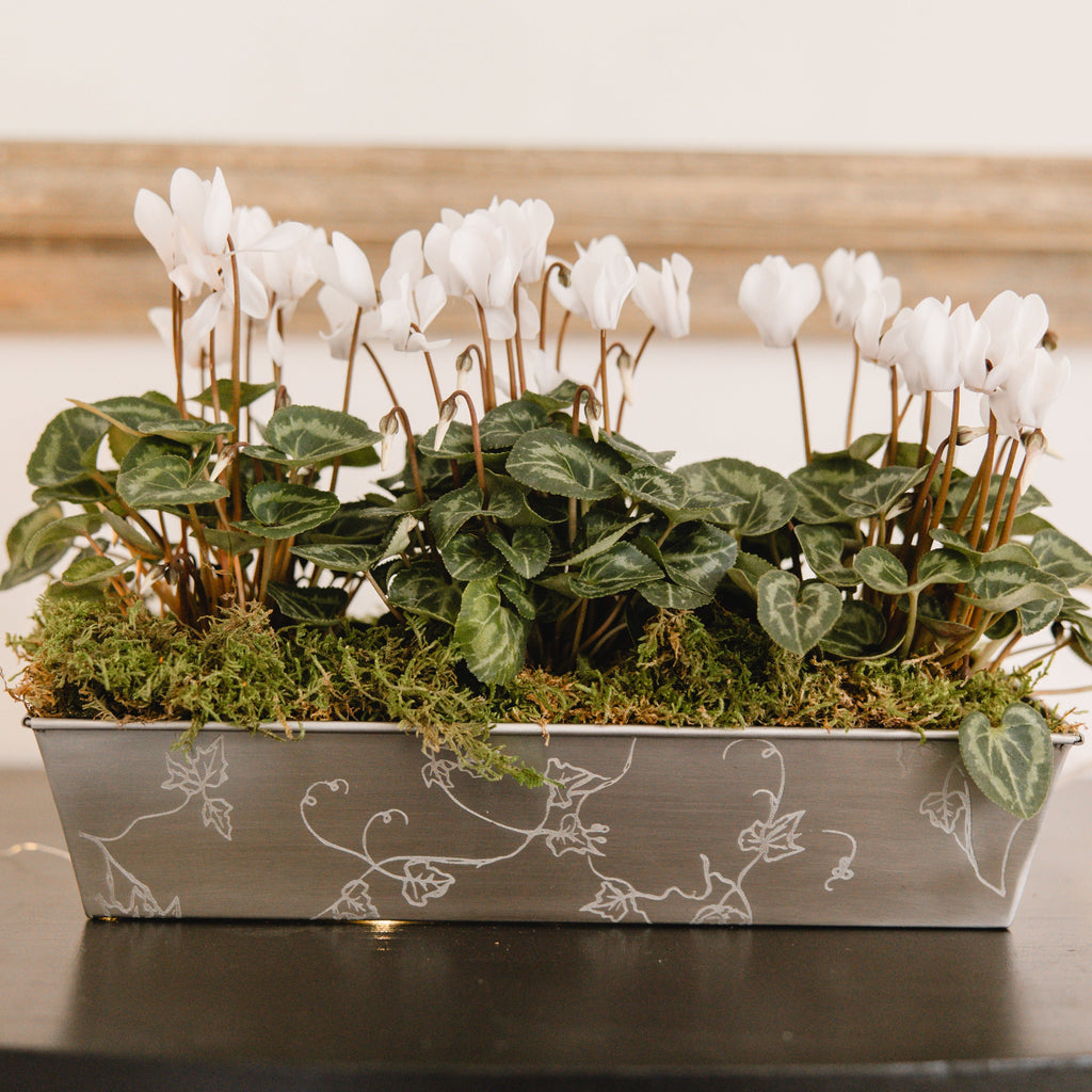 Stainless Ivy Planter