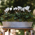 Stainless Ivy Planter